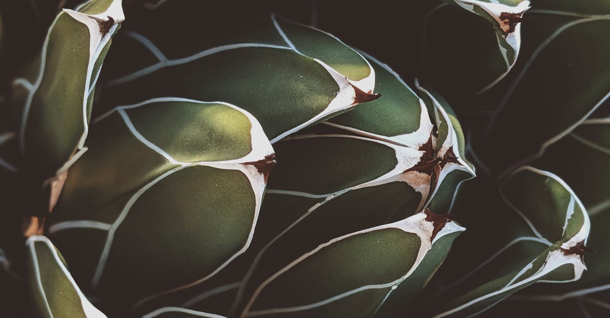 Quick Reference Guide to Synthetic Turf Maintenance Intervals