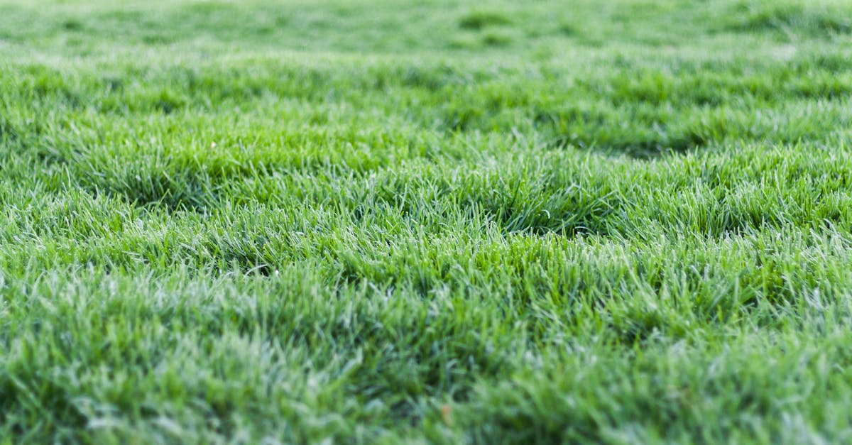 Tips for Chemical-Free Weed Control on Synthetic Surfaces